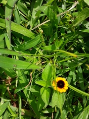 Sanvitalia procumbens