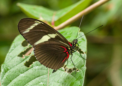 Heliconius wallacei