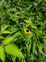 Sanvitalia procumbens