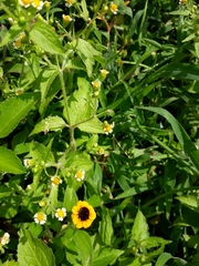 Sanvitalia procumbens