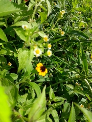 Sanvitalia procumbens