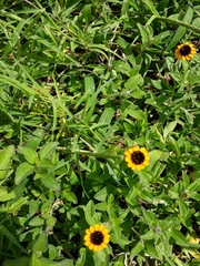 Sanvitalia procumbens