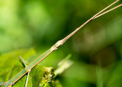 Baculomia
