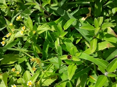 Sanvitalia procumbens