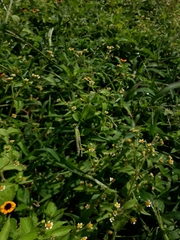 Sanvitalia procumbens