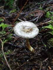 Rhizocybe rhizoides