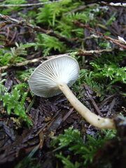 Rhizocybe rhizoides