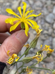 Crepis intermedia