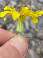 Crepis intermedia