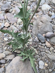 Crepis intermedia