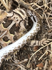 Arizona elegans elegans