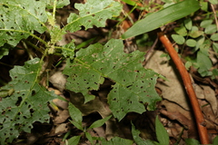 Solanum vicinum