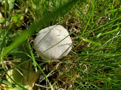 Fungi