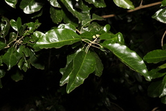 Sarcomelicope simplicifolia