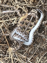 Arizona elegans elegans