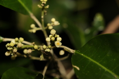 Sarcomelicope simplicifolia