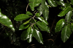 Sarcomelicope simplicifolia