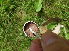 Fungi