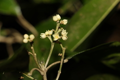 Sarcomelicope simplicifolia