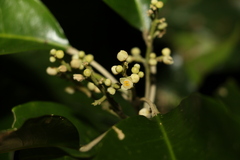 Sarcomelicope simplicifolia