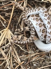 Arizona elegans elegans