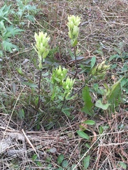 Castilleja pallida