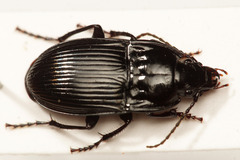 Abax ovalis