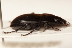 Abax ovalis