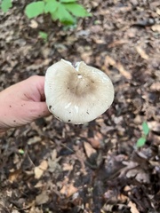 Amanita submaculata