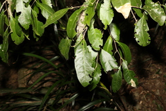 Siphonodon australis