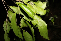 Siphonodon australis