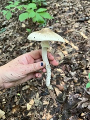 Amanita submaculata