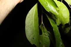 Siphonodon australis