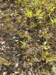 Euphrasia subarctica