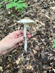 Amanita submaculata