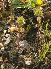 Euphrasia subarctica