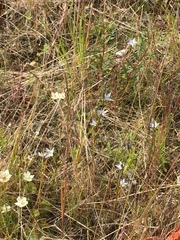 Lomatogonium rotatum