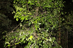 Siphonodon australis