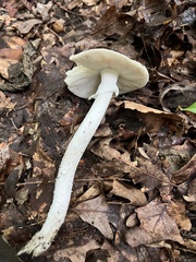 Amanita submaculata