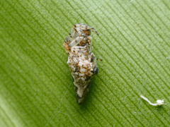 Cyclosa simplicicauda