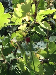 Ribes inerme