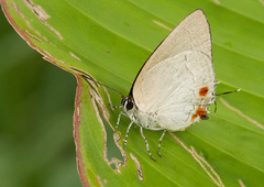 Strephonota cyllarissus