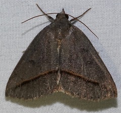 Argyrostrotis flavistriaria
