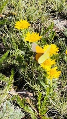 Colias meadii
