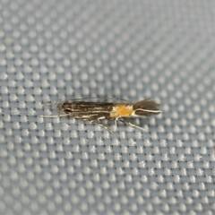 Cosmopterix magophila