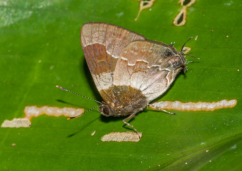 Lamprospilus aunus