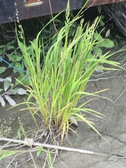 Beckmannia syzigachne