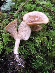 Rhizocybe