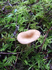 Rhizocybe