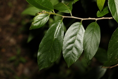Alangium polyosmoides tomentosum